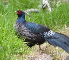 Kalij Pheasant